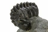 Wide Enrolled Austerops Trilobite - Morocco #323180-2